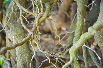 Tree roots very small