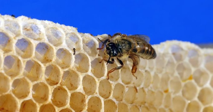 European Honey Bee, apis mellifera, Queen on a Young Wax Ray, Bee Hive in Normandy, Real Time 4K