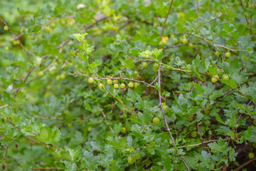 gooseberry in the garden