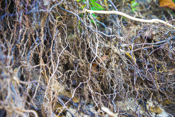 Tree roots very small