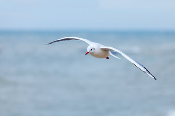 Fototapeta na wymiar white seagull flying on a background of blue sea.