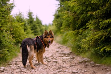 Bohemian Shepherd Portrait