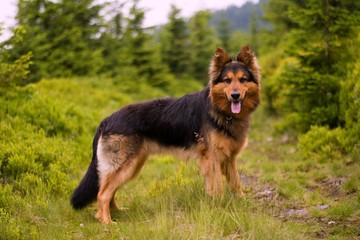 Bohemian shepherd on forest path