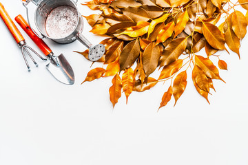 Gold autumn leaves with watering can and gardening tools on white background, top view. Fall...