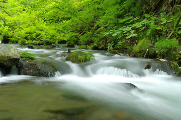 Fototapeta na wymiar 緑の美しい川