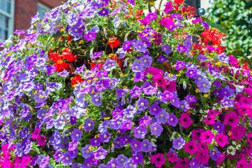 Obraz premium Pink violet petunias as a background
