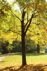 tree in autumn, germany