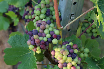Grapes are ripening in the vineyard