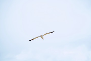 perfect sea gull in the sky