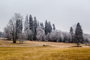 Frozen trees on atumn grass  