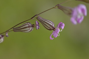 Macro violet flowers on green background