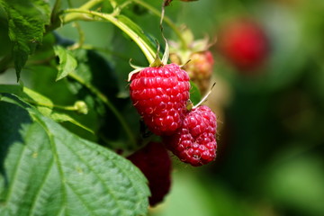 Red ripe berries of raspberry 