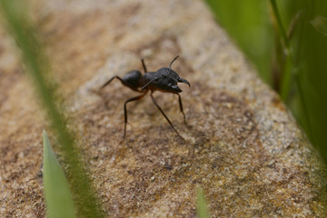 Ant macro on stone