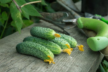 Freshly harvested pickling cucumbers on rustic dark wood from above.