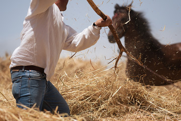 The farmer fanning wheat separating the wheat from the chaff, horse background