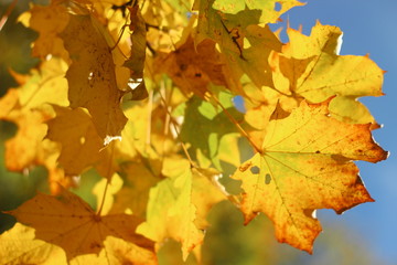Naklejka na ściany i meble colorful autumn leaves, germany