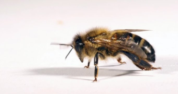 European Honey Bee, apis mellifera, Black Bee against White Background, Normandy, Real Time 4K