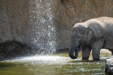 Asian elephant herd taking a bath and playing in a pond under a wterfall on a hot day.