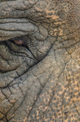 Closeup of the eye and skin an asian elephant