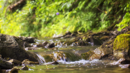 Mountain stream with stony bottom and green shores in the Ukrainian Carpathians