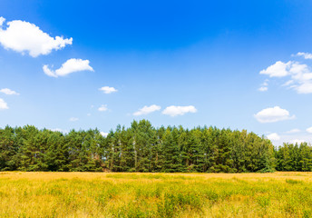 Landschaft mit Wiese und Waldrand