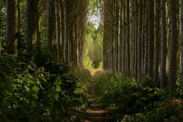 Path through manmade forest in UK