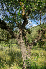 olive tree in Greece