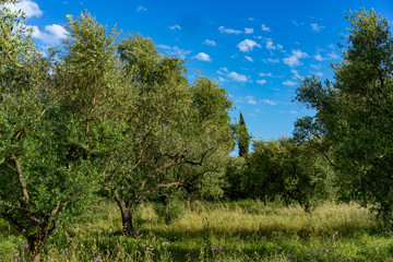 olive trees