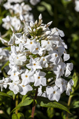 Phlox carolina 'Miss Lingard' an herbaceous springtime summer flower plant