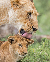 Lioness licking her cub in the Masai Mara National Park in Kenya