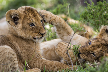 Lion cubs playing in the Masai Mara National Park in Kenya