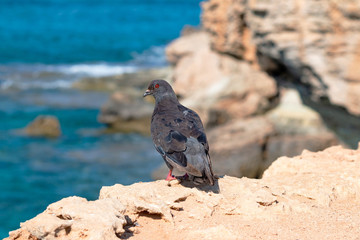 Cyprus