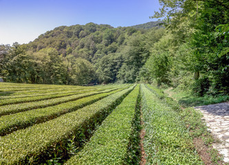 Fototapeta na wymiar Tea plantation in the background of mountains. Near Sochi, Russia.