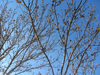 Весеннее небо. Распускающиеся почки.