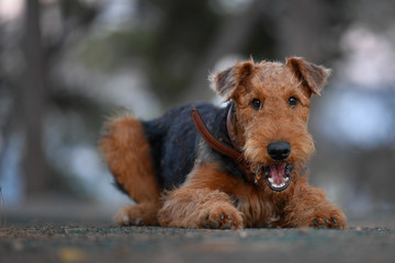 Airedale Terrier dog - puppy 7.5 month old.