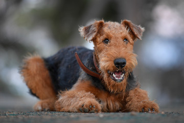 Airedale Terrier dog - puppy 7.5 month old.