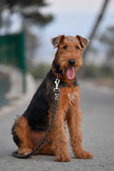 Airedale Terrier dog - puppy 7.5 month old.