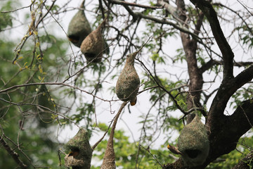 Asian Golden-Weaver a lot of family bird nest on tamarind tree in the nature background