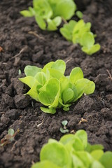 Fresh young green salad on the ground