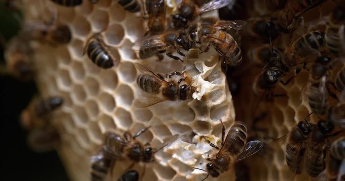 European Honey bee, Apis mellifera, Bees working on a Wild Ray, Alveolus filled with Honey, Normandy, Reel time 4K