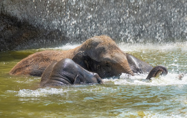 Asian elephant herd taking a bath and playing in a pond under a wterfall on a hot day.