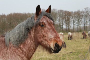 a big brown horse portrait in the fields outdoor in winter