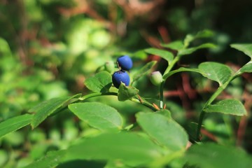 Wild Blueberries