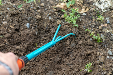 Kleine blaue Harke in einer Männerhand im Einsatz
