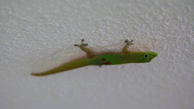Gold Dust Day Gecko up close and upside down, found in a home on the Big Island of Hawaii