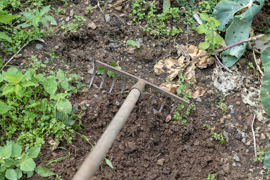Rake using to hoe the soil in the vegetable patch in summer