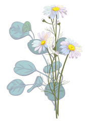 Set of Chamomile (Daisy) bouquets: white flowers, buds, leaves (eucalyptus silver dollar). Realistic botanical sketch on white background for design, hand draw illustration in vintage style, vector