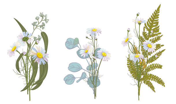 Set of Chamomile (Daisy) bouquets: white flowers, green leaves (fern, eucalyptus seeded, silver dollar). Realistic botanical sketch on white background, hand draw illustration in vintage style, vector