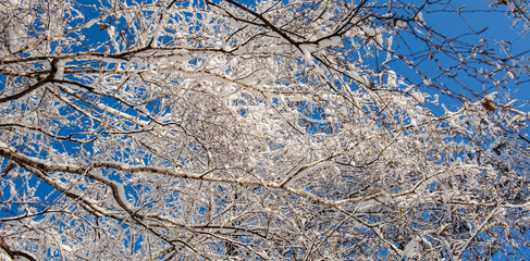 Branches of trees covered with snow against the blue sky in the forest.