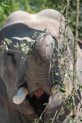 Asian elephant eating from  branches and leaves of a forest tree
